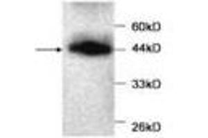 Image no. 1 for anti-Myoglobin (MB) antibody (ABIN791533) (Myoglobin anticorps)