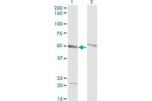 Western Blot analysis of TUBA1C expression in transfected 293T cell line by TUBA6 monoclonal antibody (M01), clone 1D2-H5.