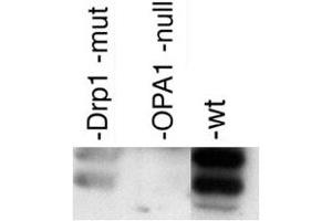 Western blot analysis of OPA1 in post-nuclear extracts of mouse embryonic fibroblasts with OPA1 polyclonal antibody . (OPA1 anticorps  (AA 500-600))