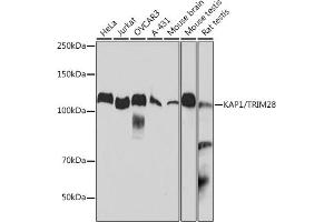 Western blot analysis of extracts of various cell lines, using K/TRIM28 antibody (ABIN7270986) at 1:1000 dilution.