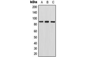 Western blot analysis of RGL1 expression in HEK293T (A), NIH3T3 (B), PC12 (C) whole cell lysates. (RGL1 anticorps  (Center))