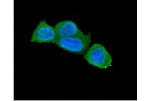 IF analysis of Caspase-3 using anti-Caspase-3 antibody (ABIN6719555). (Caspase 3 anticorps  (AA 67-175))