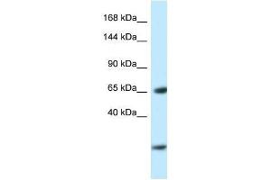 Western Blot showing Ebf3 antibody used at a concentration of 1.