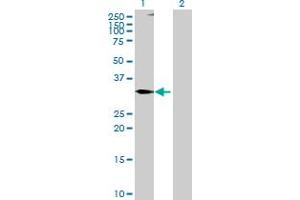 Western Blot analysis of TNFSF10 expression in transfected 293T cell line by TNFSF10 MaxPab polyclonal antibody.