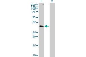 Western Blot analysis of TNFSF10 expression in transfected 293T cell line by TNFSF10 MaxPab polyclonal antibody. (TRAIL anticorps  (AA 1-300))