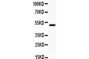 Anti- CD80 antibody,  Western blotting All lanes: Anti CD80 () at 0. (CD80 anticorps  (N-Term))
