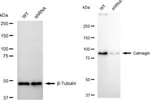 Western blotting analysis using Calmegin antibody (ABIN7797842). (Recombinant Calmegin anticorps)
