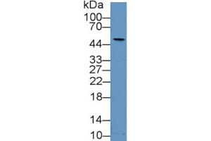 Rabbit Detection antibody from the kit in WB with Positive Control: Rabbit serum.