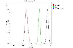 anti-C-terminal Binding Protein 1 (CTBP1) (AA 409-440), (C-Term) antibody