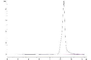 The purity of Human/Cynomolgus/Rhesus macaque ROR1 (308-395, Kringle Domain) is greater than 95 % as determined by SEC-HPLC.