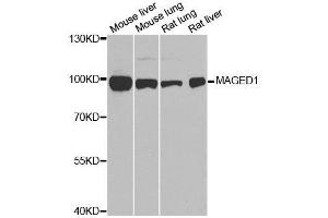 Western blot analysis of extracts of various cell lines, using MAGED1 antibody.