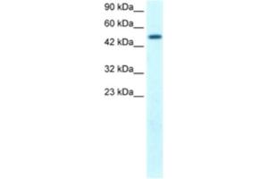 Western Blotting (WB) image for anti-FLT3-Interacting Zinc Finger 1 (FIZ1) antibody (ABIN2460146)