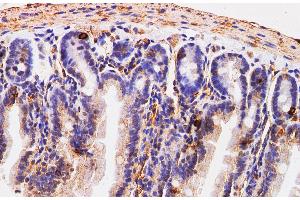 Immunohistochemistry of paraffin-embedded Mouse small intestine using Chromogranin A Polyclonal Antibody at dilution of 1:200