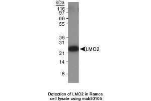 Image no. 2 for anti-LIM Domain Only 2 (Rhombotin-Like 1) (LMO2) antibody (ABIN363259)