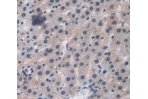 IHC-P analysis of Rat Tissue, with DAB staining. (GCKR anticorps  (AA 90-286))