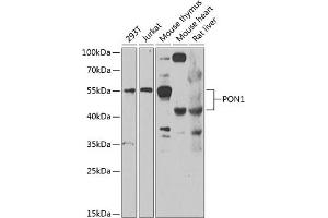 Western blot analysis of extracts of various cell lines, using PON1 antibody  at 1:1000 dilution. (PON1 anticorps  (AA 20-150))