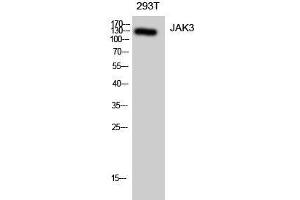 Western Blot analysis of 293T cells using JAK3 Polyclonal Antibody at dilution of 1:1000. (JAK3 anticorps)