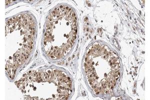 ABIN6267557 at 1/100 staining human testis tissue sections by IHC-P.