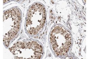 ABIN6267557 at 1/100 staining human testis tissue sections by IHC-P. (Caspase 9 anticorps  (pThr125))