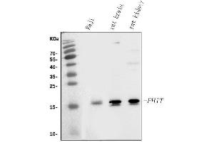 Western blot analysis of FHIT using anti-FHIT antibody (ABIN3042392).