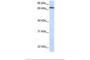 anti-Transcription Factor 7-Like 1 (T-Cell Specific, HMG-Box) (TCF7L1) (AA 72-121) antibody
