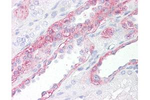 Anti-FABP7 / BLBP antibody IHC of human kidney.