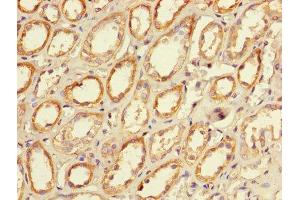 Immunohistochemistry of paraffin-embedded human kidney tissue using ABIN7146057 at dilution of 1:100 (CLEC18A anticorps  (AA 27-446))
