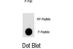 Dot blot analysis of Phospho-PI3KC3- Antibody (ABIN389757 and ABIN2839683) on nitrocellulose membrane. (PIK3C3 anticorps  (pSer676))