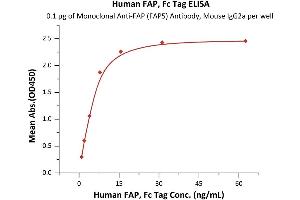 Immobilized Monoclonal Anti-FAP (FAP5) Antibody, Mouse IgG2a at 1 μg/mL (100 μL/well) can bind Human FAP, Fc Tag (ABIN6973051) with a linear range of 1-8 ng/mL (Routinely tested). (FAP Protein (AA 26-760) (Fc Tag))