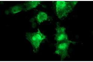 Image no. 11 for anti-Replication Factor C (Activator 1) 2, 40kDa (RFC2) (AA 1-234) antibody (ABIN1490616)