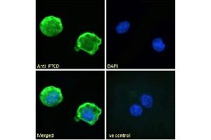 ABIN185268 Immunofluorescence analysis of paraformaldehyde fixed HepG2 cells, permeabilized with 0.