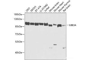 Western blot analysis of extracts of various cell lines using UBE3A Polyclonal Antibody at dilution of 1:1000. (ube3a anticorps)