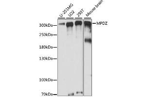 Western blot analysis of extracts of various cell lines, using MPDZ antibody. (MPDZ anticorps)