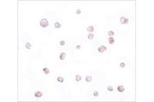 Immunocytochemistry of SCRN2 in 293 cells with SCRN2 antibody at 20 μg/ml.
