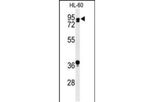 Western blot analysis of PATL1 Antibody in HL-60 cell line lysates (35ug/lane) (PATL1 anticorps  (C-Term))