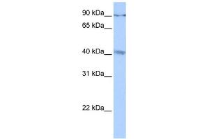 WB Suggested Anti-C19orf15 Antibody Titration:  0. (CATSPERG anticorps  (C-Term))