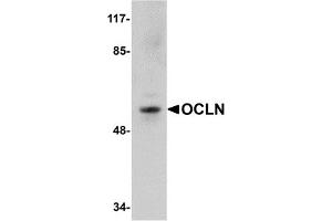 Western Blotting (WB) image for anti-Occludin (OCLN) (C-Term) antibody (ABIN1030558) (Occludin anticorps  (C-Term))