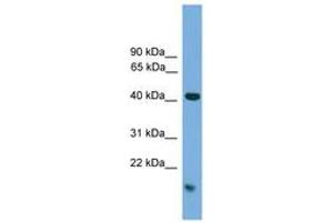 Image no. 1 for anti-Mitogen-Activated Protein Kinase 1 (MAPK1) (C-Term) antibody (ABIN6745514) (ERK2 anticorps  (C-Term))