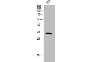 Western Blot analysis of NIH-3T3 cells using Cleaved-PAR-4 (G48) Polyclonal Antibody (F2RL3 anticorps  (Cleaved-Gly48))