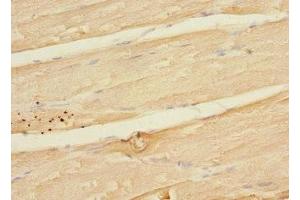 Immunohistochemistry of paraffin-embedded human skeletal muscle tissue using ABIN7158991 at dilution of 1:100