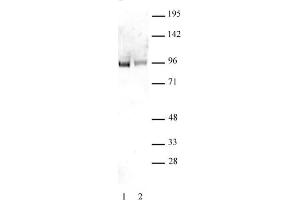 Sp1 non-phospho antibody tested by Western blot. (SP1 anticorps  (non-phosphorylated, Ser101))