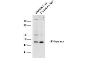 Western Blotting (WB) image for anti-Interferon gamma (IFNG) (AA 75-155) antibody (ABIN669126)