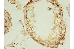 Immunohistochemistry of paraffin-embedded human testis tissue using ABIN7159988 at dilution of 1:100