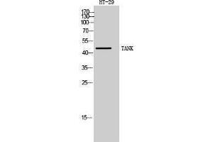 Western Blotting (WB) image for anti-TRAF Family Member-Associated NFKB Activator (TANK) (Internal Region) antibody (ABIN3180354) (TANK anticorps  (Internal Region))