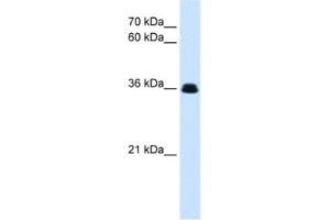 Western Blotting (WB) image for anti-Complement Factor D (CFD) antibody (ABIN2463105) (Adipsin anticorps)