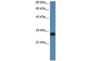 Western Blot showing Ccdc90b antibody used at a concentration of 1. (CCDC90B anticorps  (N-Term))