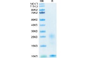 SDS-PAGE (SDS) image for Thymic Stromal Lymphopoietin (TSLP) (AA 29-159) protein (His-Avi Tag) (ABIN7275805)