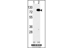 Western blot analysis of anti-EIF4B Antibody Pab in 293 cell line lysates transiently transfected with the EIF4B gene (2ug/lane). (EIF4B anticorps  (C-Term))