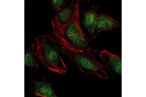 Immunofluorescence analysis of Hela cells using NEDD8 antibody (green).