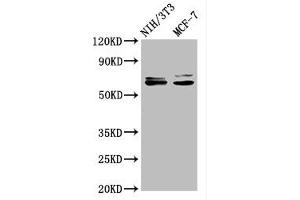 Western Blot Positive WB detected in: NIH/3T3 whole cell lysate, MCF-7 whole cell lysate All lanes: SRC antibody at 1. (Recombinant Src anticorps)
